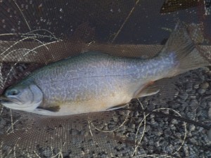 A big tiger trout A big tiger trout