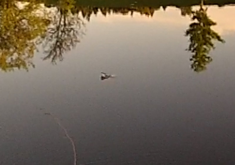 Fishing light on the ‘bows
