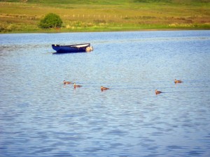 Some ducks at Pendreich
