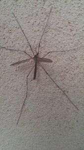 A Daddy Long Legs A Daddy Long Legs