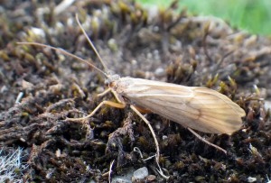 A sedge A sedge