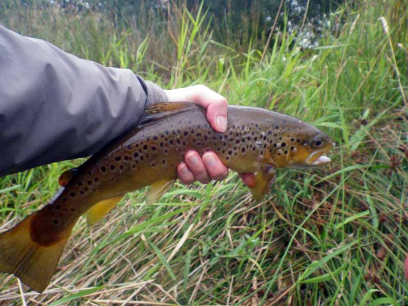 Waders On