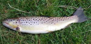 Brown Trout from Pendreich Brown Trout from Pendreich