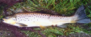 last brown trout 2013 last brown trout 2013