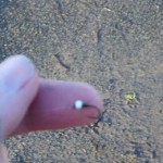 size 16 Possum bug size 16 Possum bug