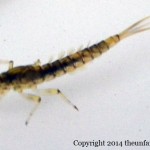Agile darter