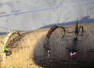 Grayling bugs Grayling bugs