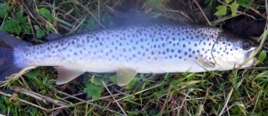 Brown Trout from the Leader River Leader Brown Trout