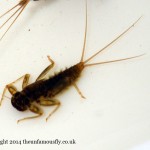 March Brown Nymph