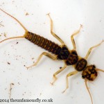 Stonefly nymph