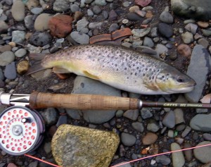 Brown Trout Brown Trout
