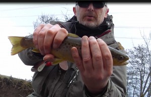 Second Brown trout Second Brown trout