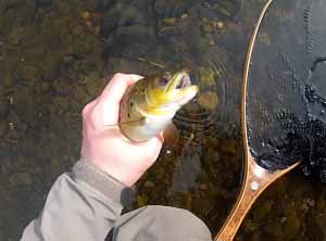 Brown on a dry