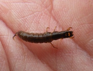 Rhyacophila nymph