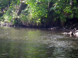 Aquatic flies on the wing