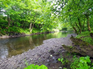 A canopy of trees over the river