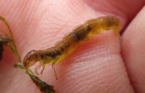 Golden olive rhyacophila