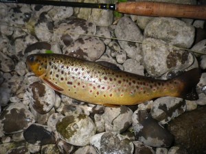 A brown trout on the F Fly