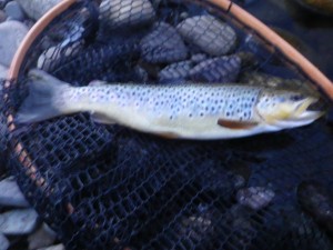 A brown trout on a net