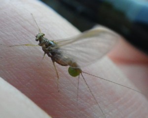 A spinner with eggs