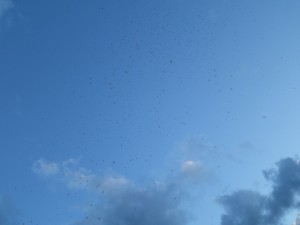 A cloud of Caenis