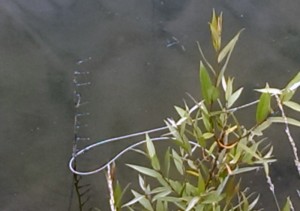 Damselflies on a reed