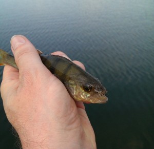 A Perch from the Barrows