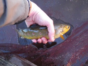 The wild Brown from Burnhouse