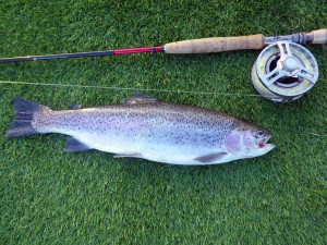 A 3lb rainbow trout