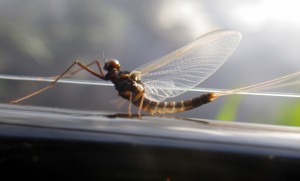 Upwinged fly