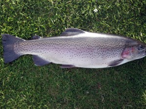 A rainbow trout