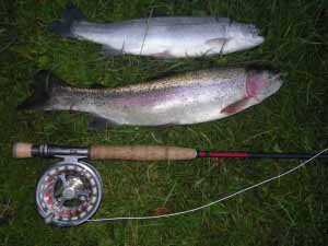A pair of trout