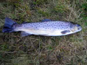 Brown Trout about 1lb
