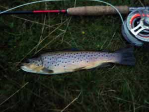Brown Trout