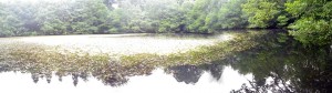 The pond