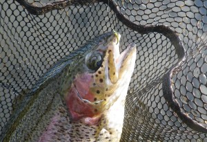 A trout with a buzzer