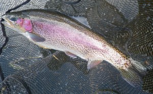 A three pound Rainbow trout