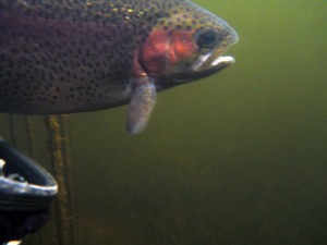 Rainbow trout heading back