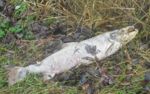 Salmon carcass