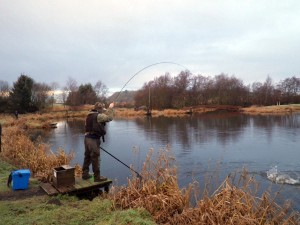 The first fish of the day coming to the net
