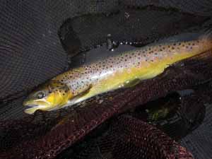 A lean long brownie