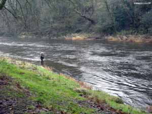 Angler on a swollen Annan