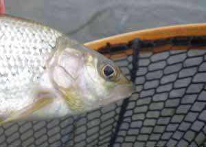 Grayling head shot