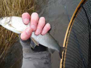 Grayling