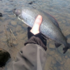 Large Grayling