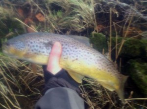 A Brown Trout