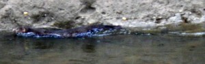 River Carron Otter