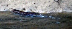 River Carron otter