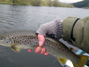Brown Trout