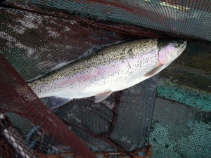 Netted Rainbow
